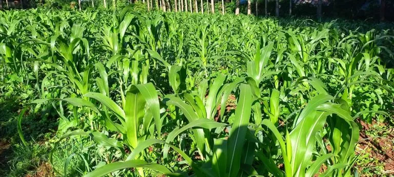 Green maize plants growing in the community farming project