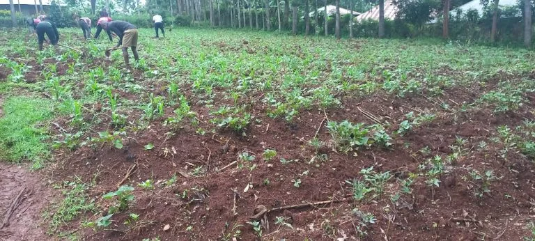 Cultivated rows of crops in the Restoration farming project